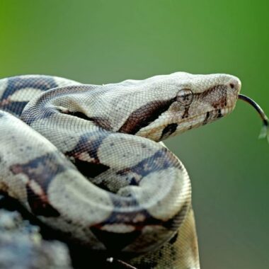 Boa Constrictor Diet: Feeding Guide