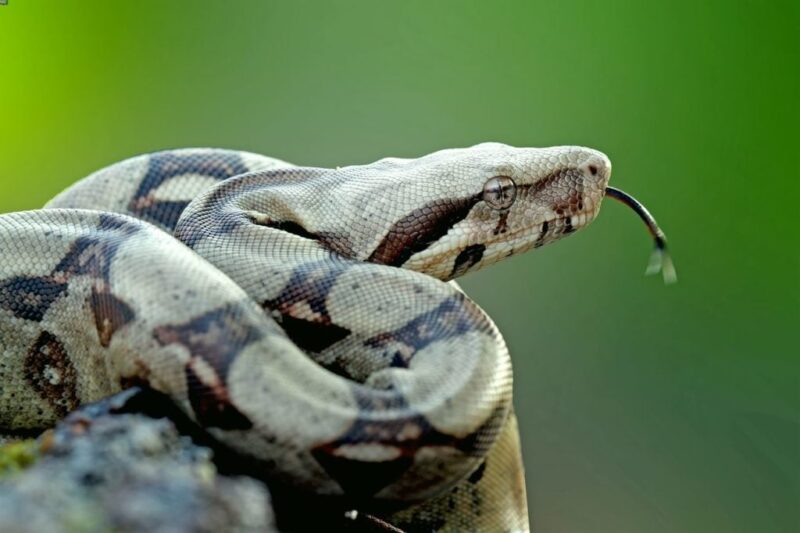 Boa Constrictor Diet: Feeding Guide