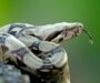 Boa Constrictor Diet: Feeding Guide