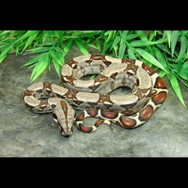 Boa Constrictor Eggs: Breeding Guide