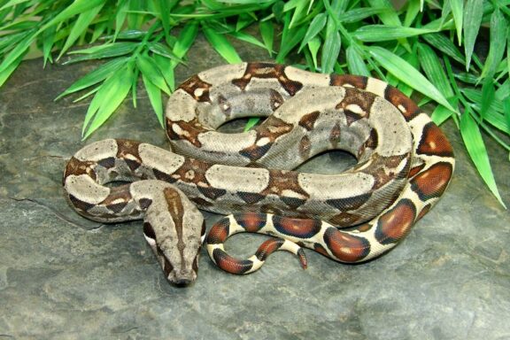 Boa Constrictor Eggs: Breeding Guide