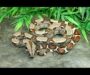 Boa Constrictor Eggs: Breeding Guide