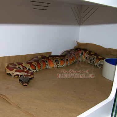 Boa Constrictor Enclosure: Setup Requirements