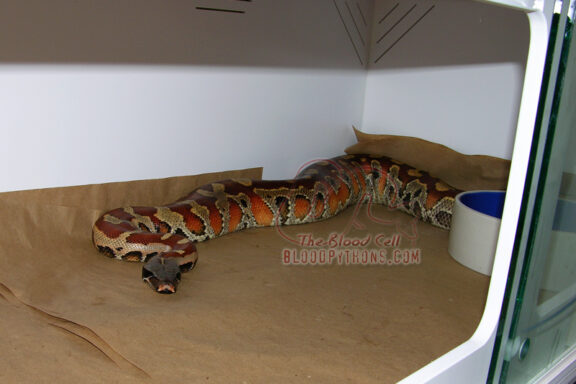 Boa Constrictor Enclosure: Setup Requirements