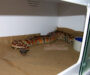 Boa Constrictor Enclosure: Setup Requirements