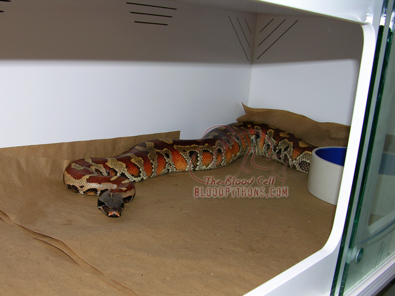 Boa Constrictor Enclosure: Setup Requirements