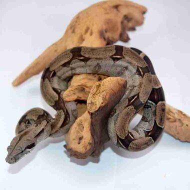 Boa Constrictor Humidity: Environment Guide