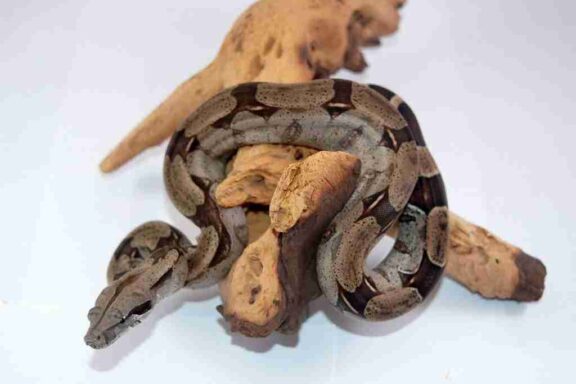 Boa Constrictor Humidity: Environment Guide