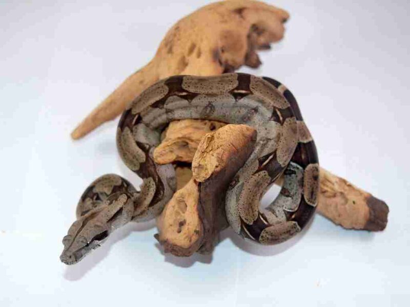 Boa Constrictor Humidity: Environment Guide