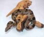 Boa Constrictor Humidity: Environment Guide