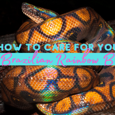 Boa Constrictor Lifespan: Age and Care Guide