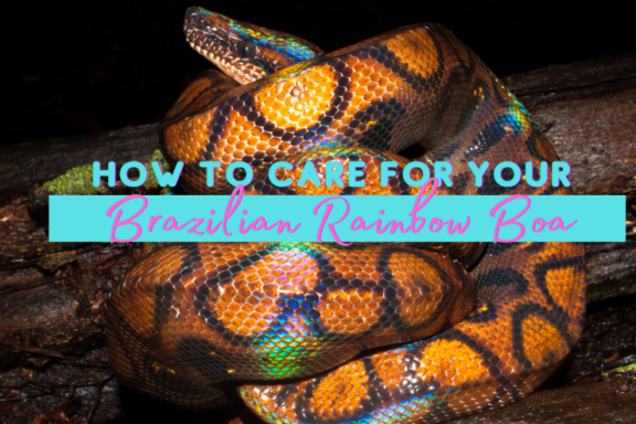 Boa Constrictor Lifespan: Age and Care Guide