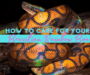 Boa Constrictor Lifespan: Age and Care Guide