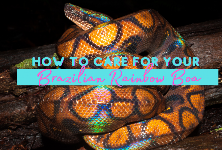 Boa Constrictor Lifespan: Age and Care Guide