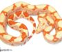 Boa Constrictor Poisonous: Myths and Facts