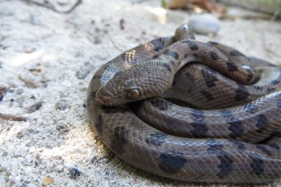 Boa Constrictor Predators: Natural Threats Guide