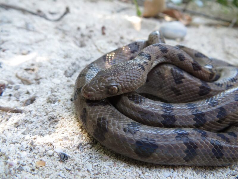 Boa Constrictor Predators: Natural Threats Guide