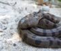 Boa Constrictor Predators: Natural Threats Guide