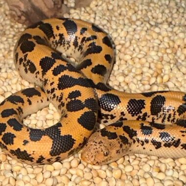 Boa Constrictor Types: Species and Subspecies Guide