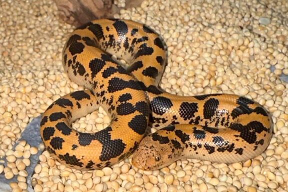 Boa Constrictor Types: Species and Subspecies Guide