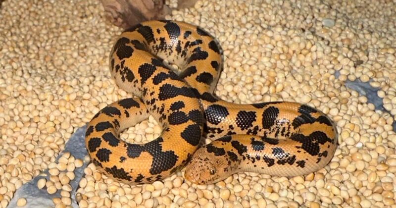 Boa Constrictor Types: Species and Subspecies Guide