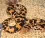 Boa Constrictor Types: Species and Subspecies Guide