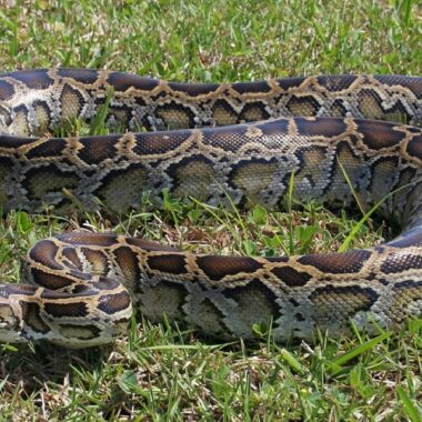 Boa Constrictor vs Burmese Python: Species Guide