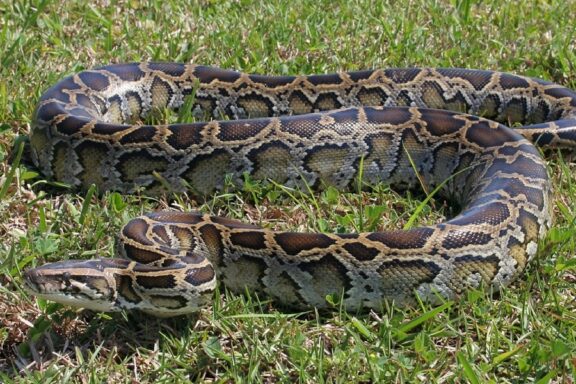 Boa Constrictor vs Burmese Python: Species Guide