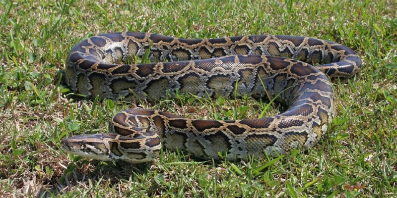 Boa Constrictor vs Burmese Python: Species Guide