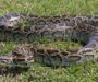 Boa Constrictor vs Burmese Python: Species Guide