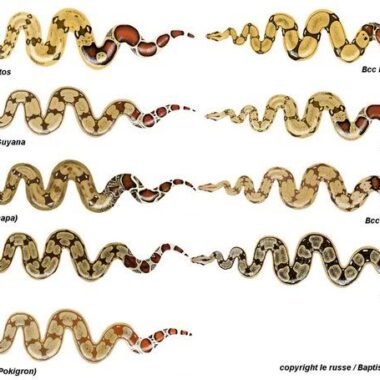 Boa Constrictor Weight: Size Development Guide