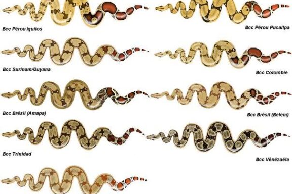 Boa Constrictor Weight: Size Development Guide