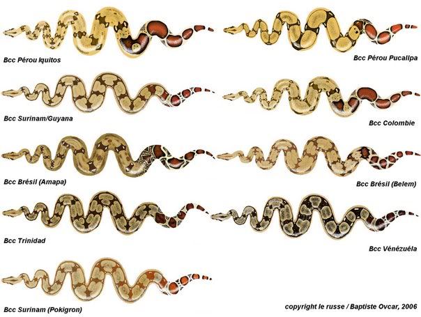 Boa Constrictor Weight: Size Development Guide