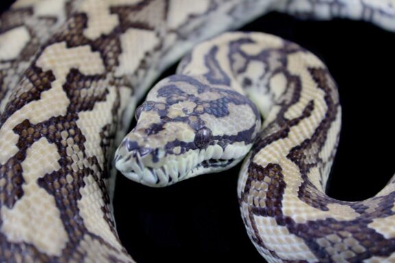 Breeding Carpet Pythons in Captivity: Guide