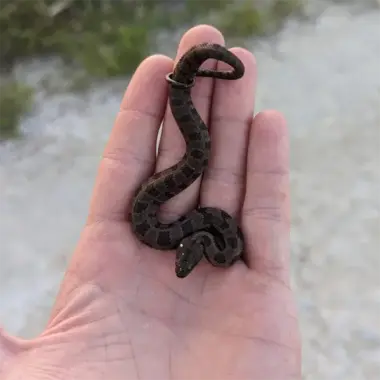 Brown Water Snake Identification: Key Traits