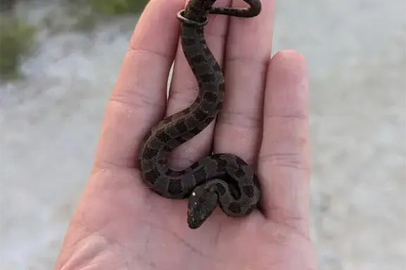 Brown Water Snake Identification: Key Traits