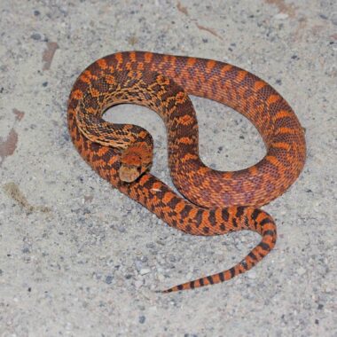 Bull Snake vs Gopher Snake: Key Differences Explained