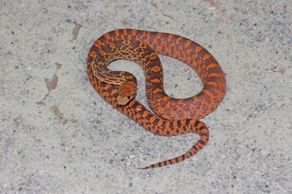 Bull Snake vs Gopher Snake: Key Differences Explained