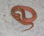 Bull Snake vs Gopher Snake: Key Differences Explained