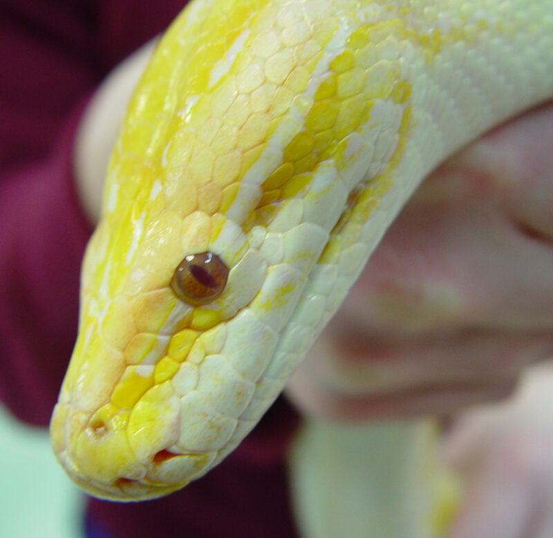 Burmese Python as a Pet: Owner's Guide