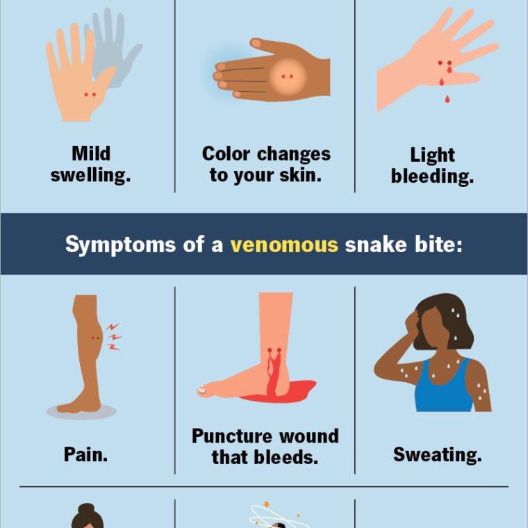 What Do Burmese Python Eat: Diet Guide