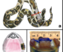 Burmese Python Florida Problem: Environmental Impact