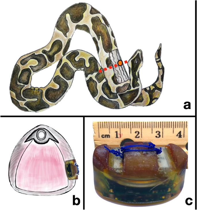 Burmese Python Florida Problem: Environmental Impact