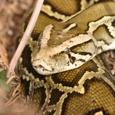 Burmese Python Invasive: Impact on Ecosystems