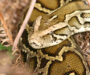 Burmese Python Invasive: Impact on Ecosystems