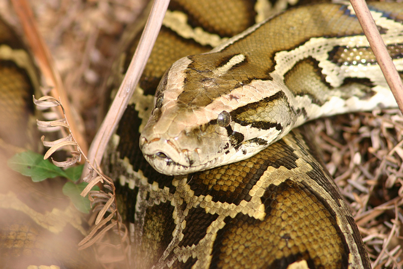 Burmese Python Invasive: Impact on Ecosystems