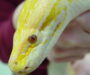 Burmese Python Species: Complete Classification Guide