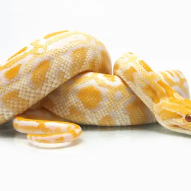 Burmese Python Venom: Facts and Myths