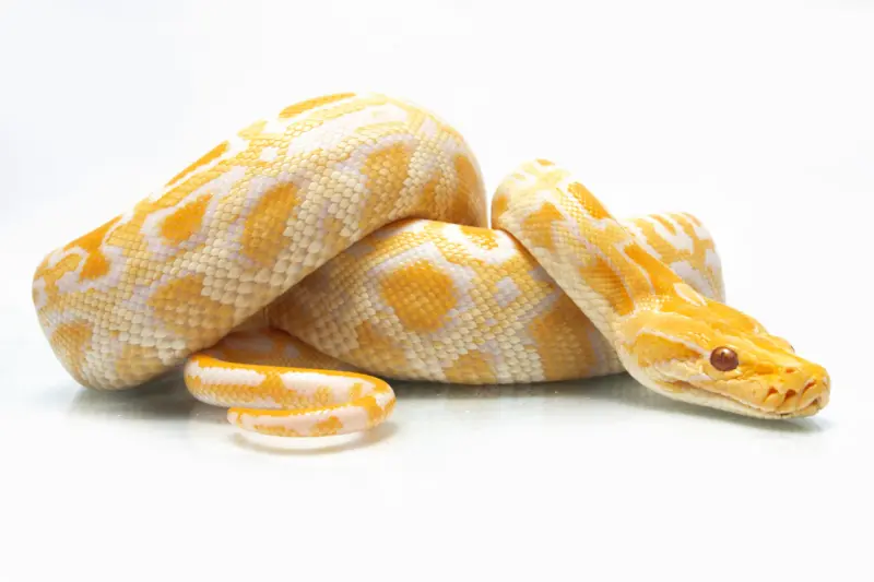 Burmese Python Venom: Facts and Myths