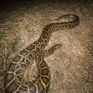 Burmese Python vs Alligator: Predator Encounters